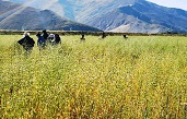 南木林县2021年精准扶贫异地搬迁开垦土地新开垦土地作物栽培建设项目