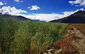 南木林县2021年精准扶贫异地搬迁开垦土地新开垦土地作物栽培建设项目