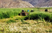 南木林县2021年精准扶贫异地搬迁开垦土地新开垦土地作物栽培建设项目